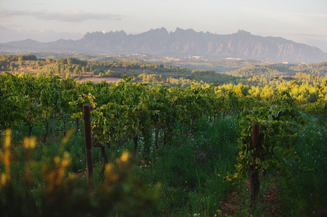 The Charello vineyard at the Recaredo winery with the Montserrat mountain range in the background (El Penedes, Spain)