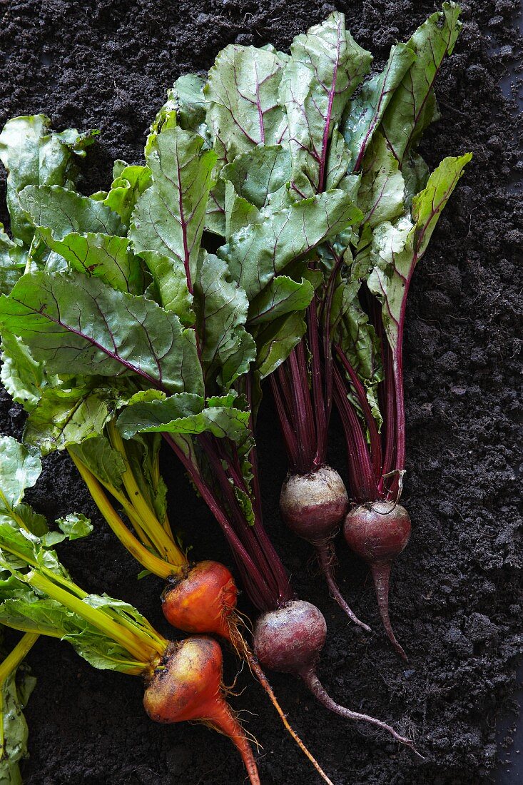 Various types of beetroot (seen from above)
