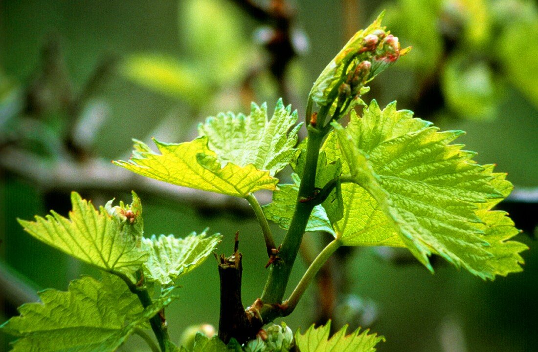 Spring buds on a Chardonnay vine, Australia