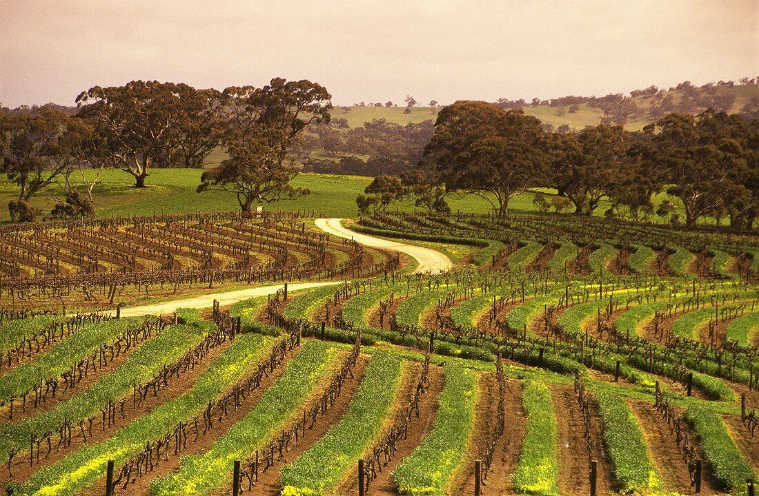 Weingarten des Gutes Leasingham im Clare Valley, Australien