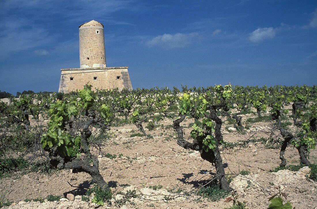 Merlot-Weinberg vor ehemaliger Windmühle auf Mallorca