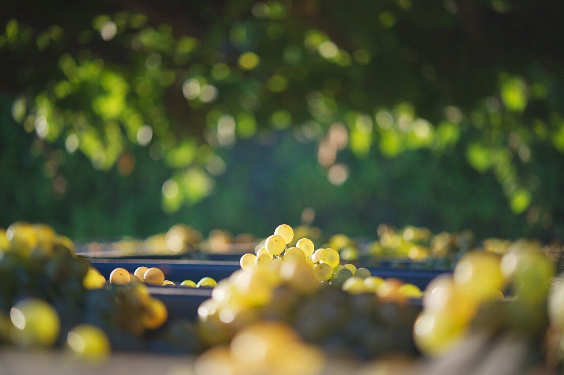 Charello grapes at the Gramona winery (in El Penedes, Spain)