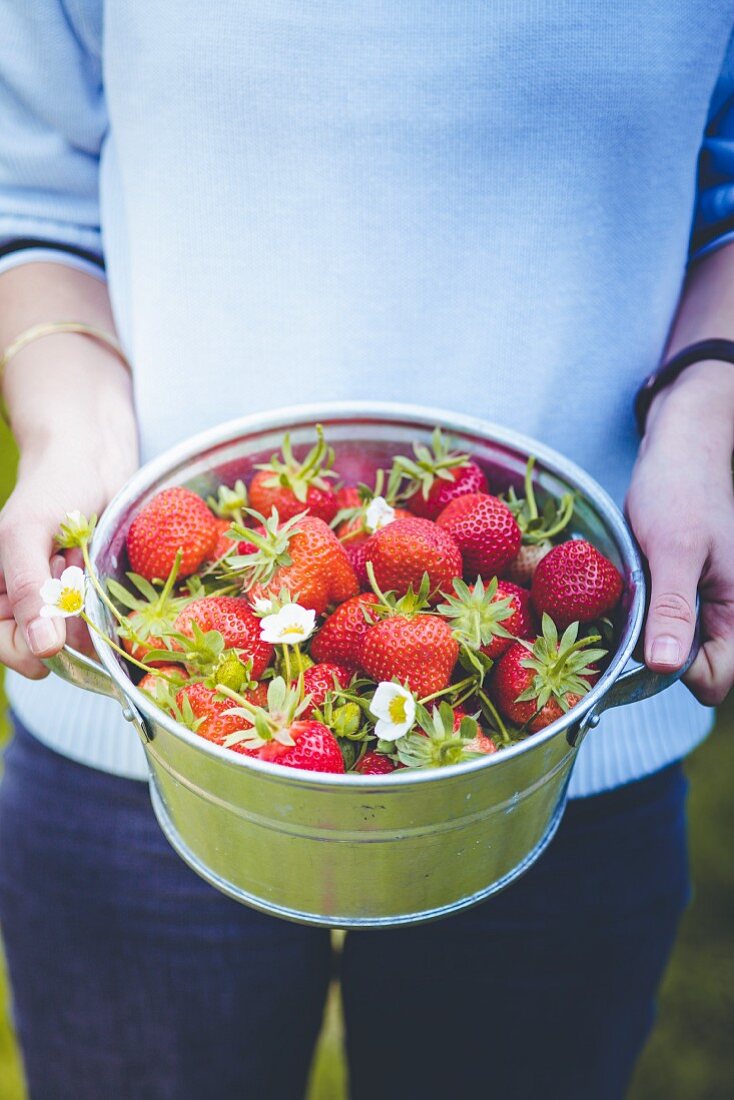 Frau hält Eimer mit frisch gepflückten Erdbeeren