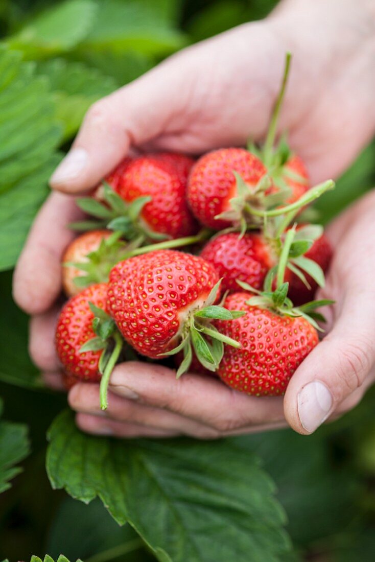 Hands holding freshly picked strawberries