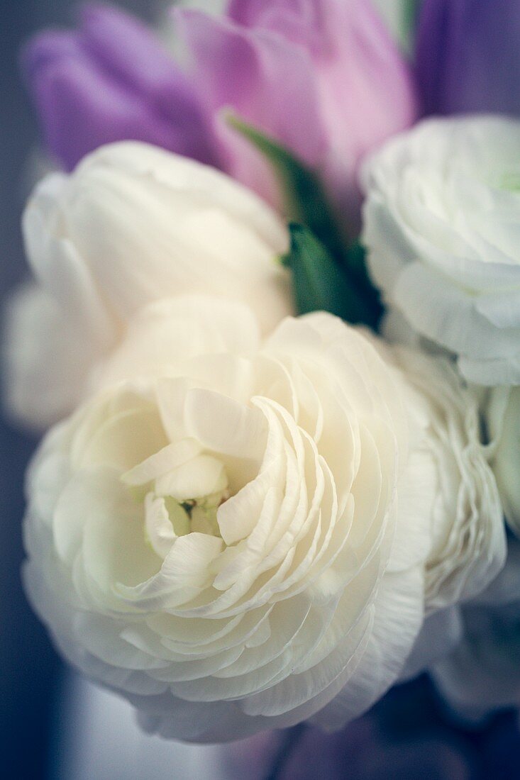 White roses and pink tulips for Valentine's Day