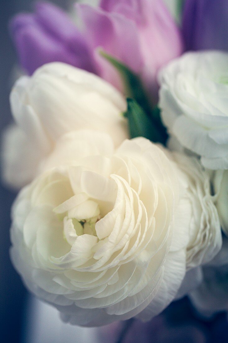 weiße Rosen und rosa Tulpen zum Valentinstag