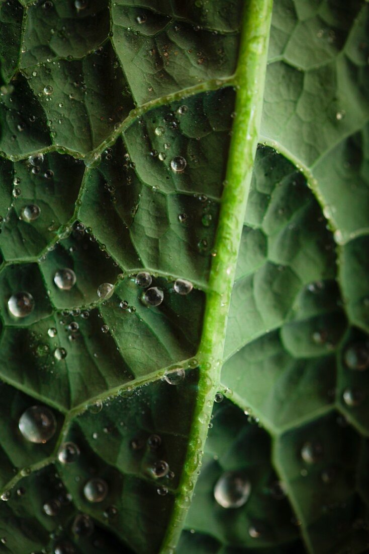 Kale with water droplets (close up)