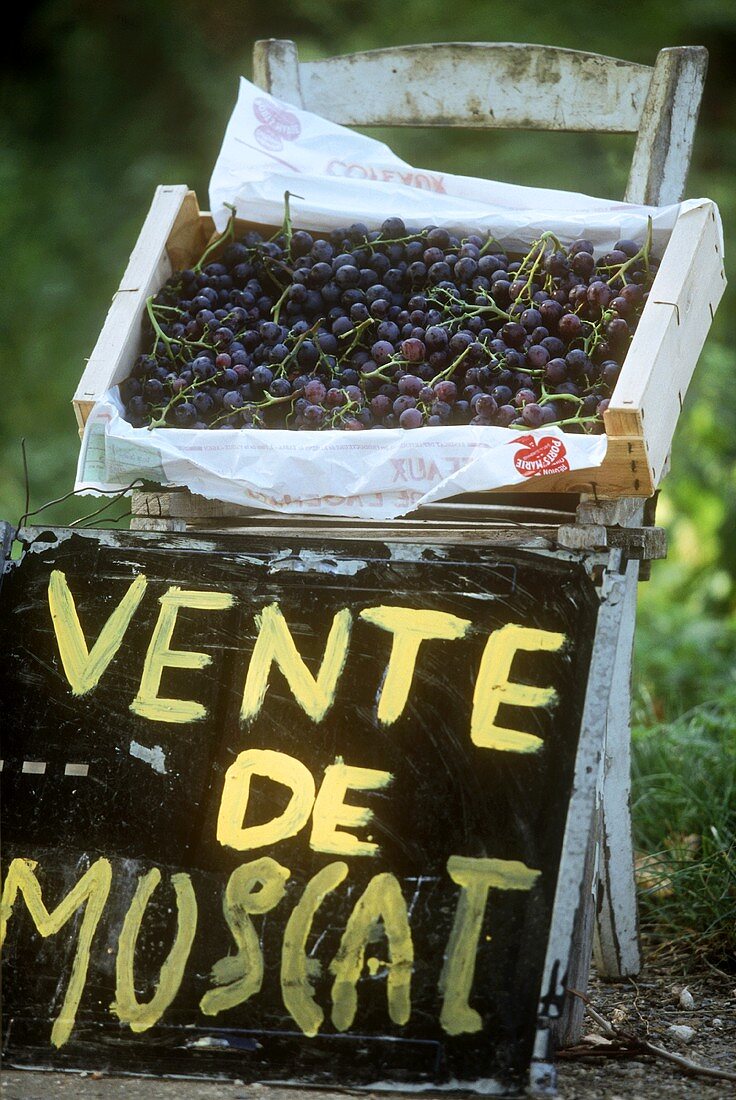 Muskattrauben in ausgefallenem Verkaufsstand, Frankreich