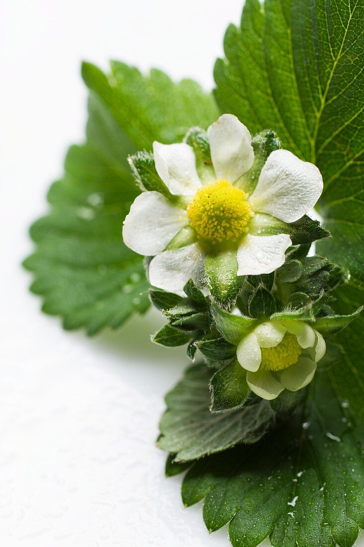 Erdbeerpflanze mit Blüten (Nahaufnahme)