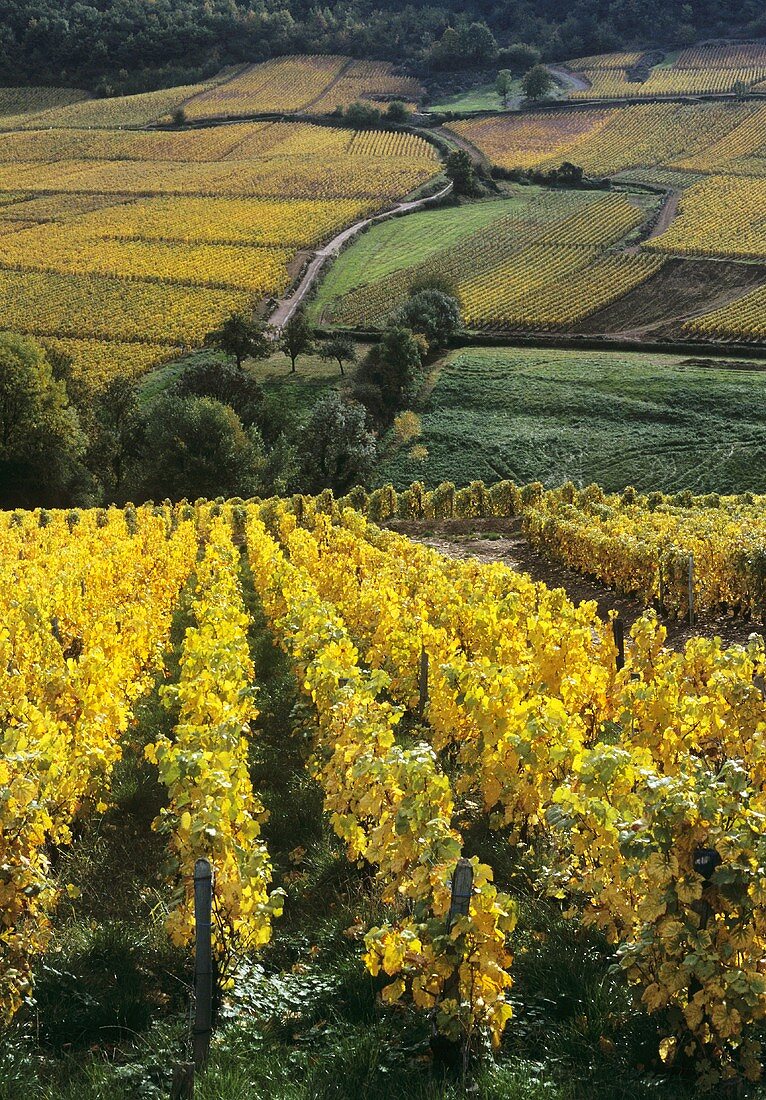 Viticulture on loess soil: Vergisson, Maconnais, France