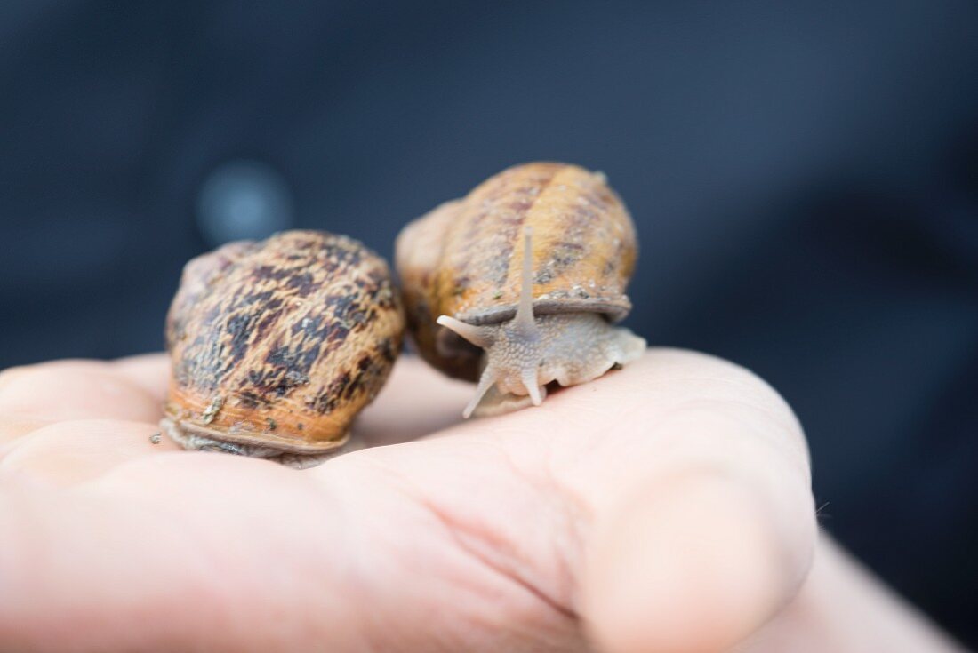 Two living edible snails moving on a hand