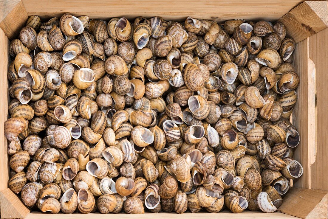 A large number of empty snail shells in a wooden crate (seen from above)