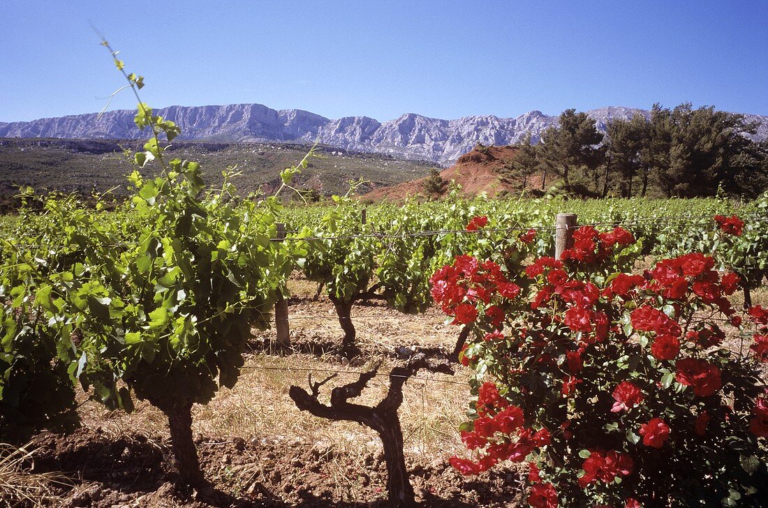 Weinberg der Domaine Richeaume,Aix en Provence,Südfrankreich