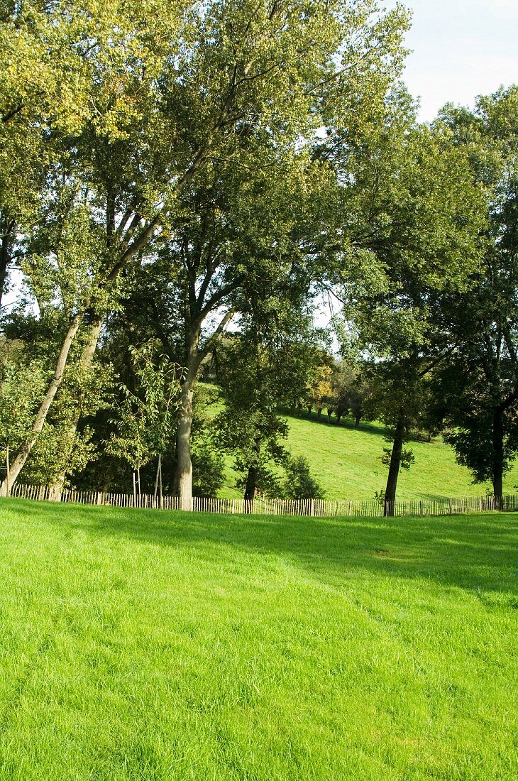 Meadow and trees in green summer landscape