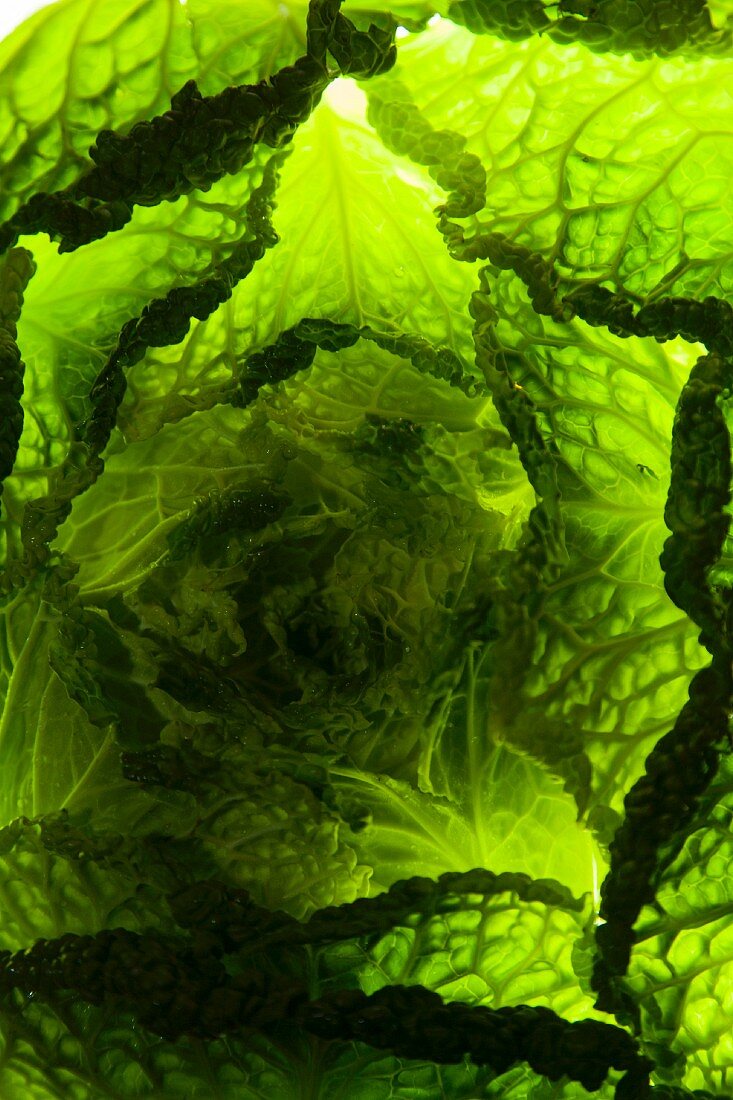 Light shining through savoy cabbage (full-frame)