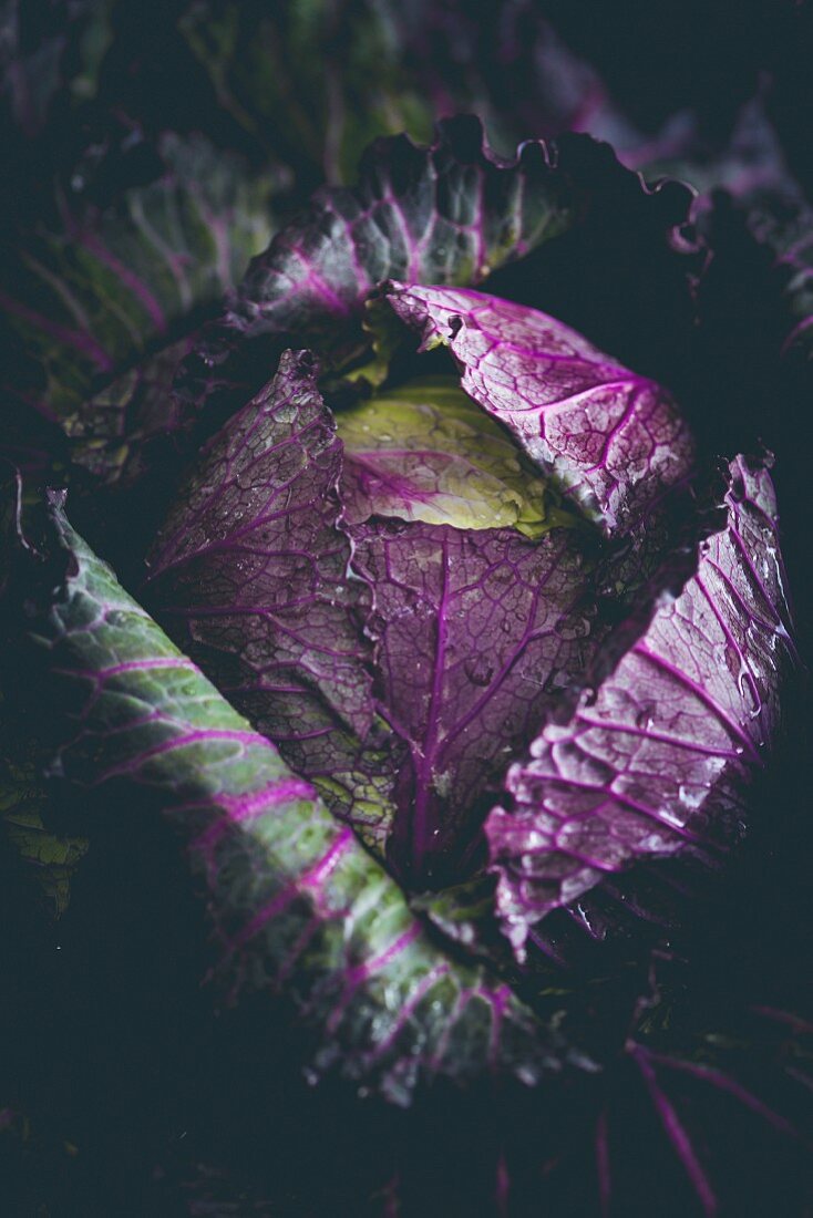 A red cabbage (close-up)