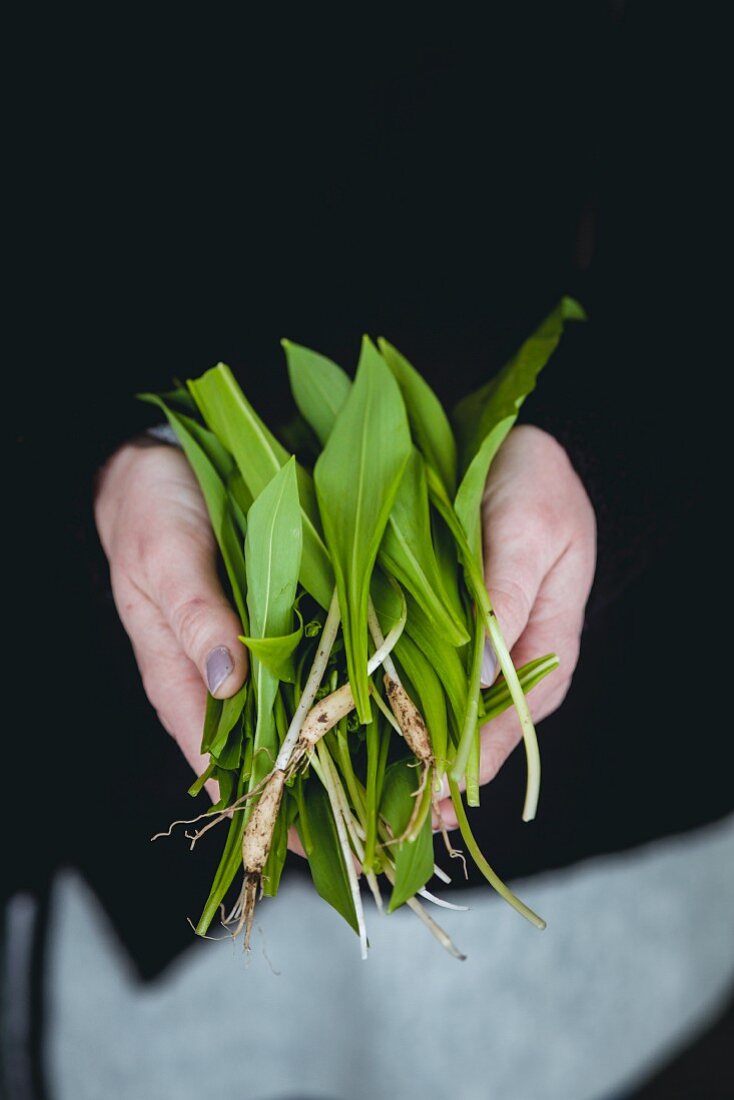 A person holding freshly harvested wild garlic in their hands