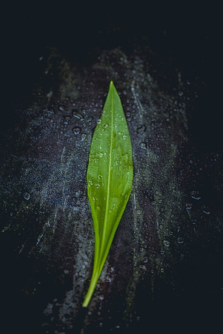 A wild garlic leaf on a black surface