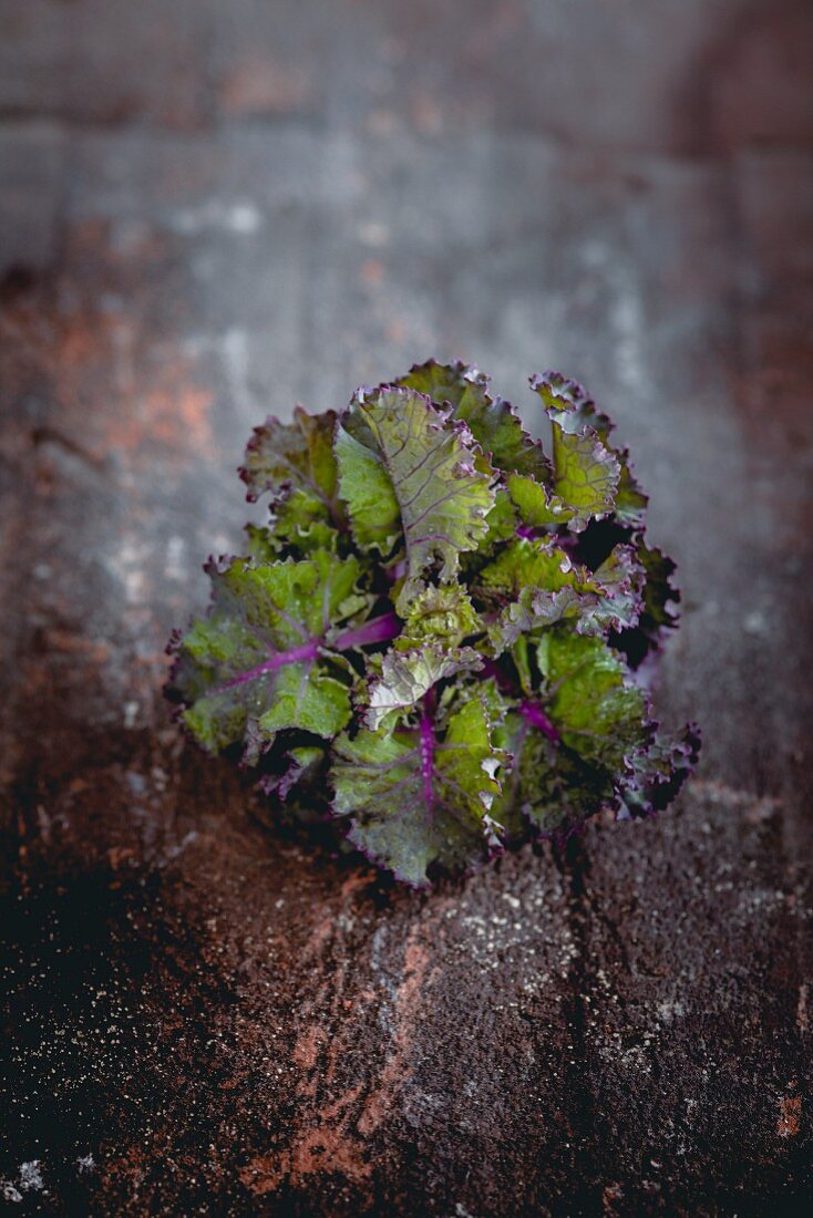 A flower sprout (a cross between a Brussels sprout and kale)