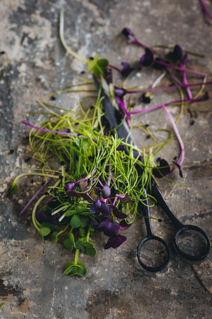 Freshly cut green and purple cress with a pair of scissors