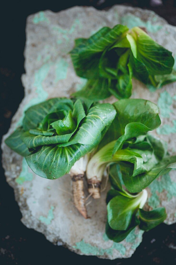 Radicchio Grumolo (green radicchio)