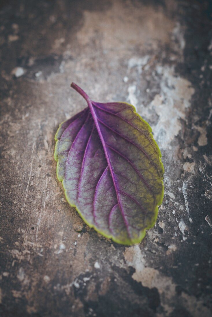 A purple basil leaf