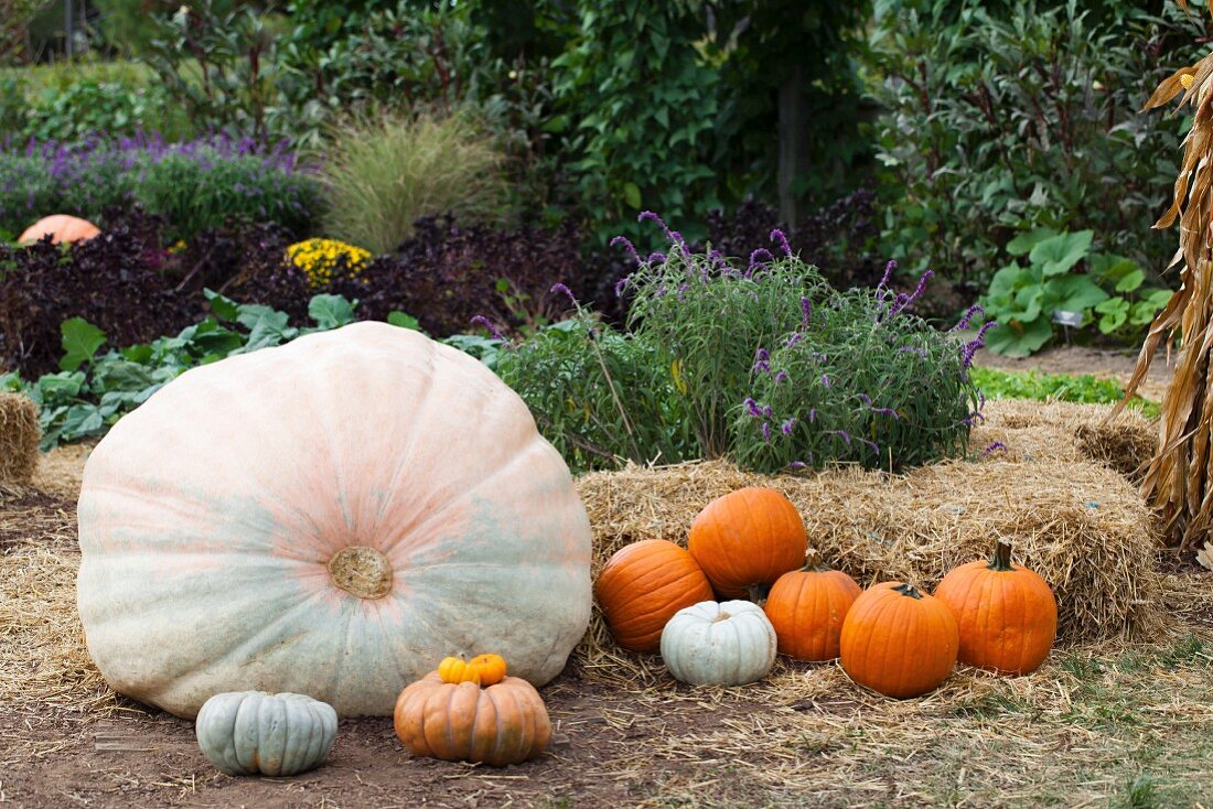 Herbstlich dekorierter Garten mit verschiedenen Kürbissen und Strohballen