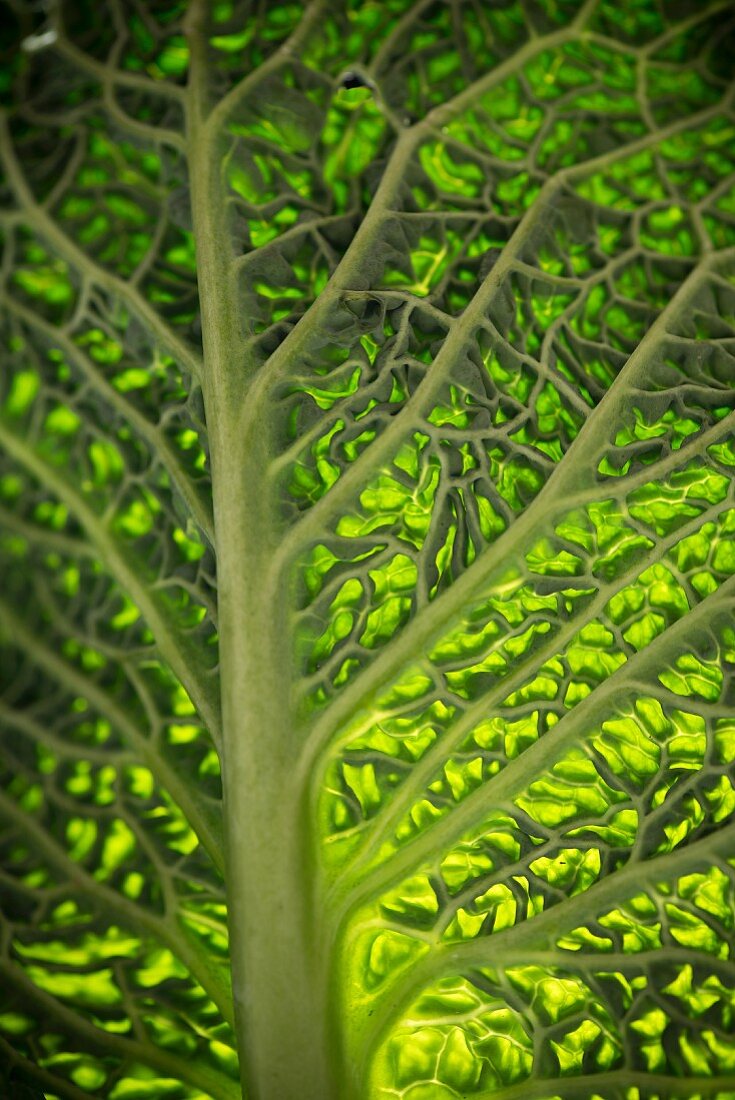 A savoy cabbage leaf, backlit