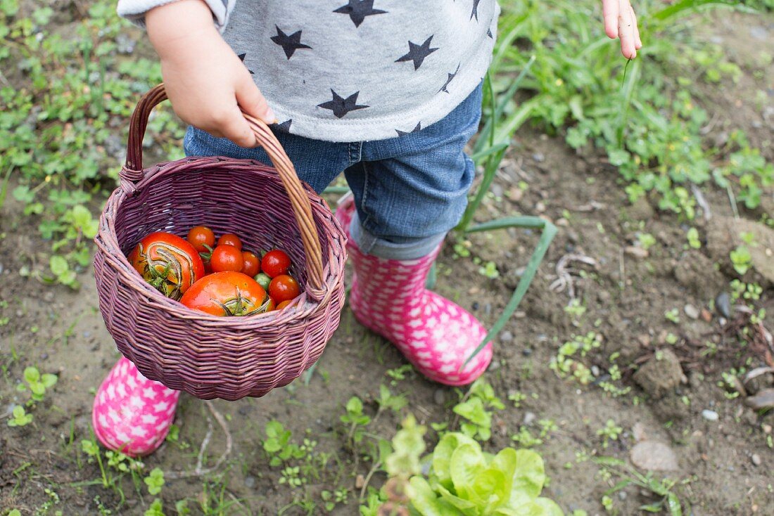 A child carrying a basket of freshly picked tomatoes