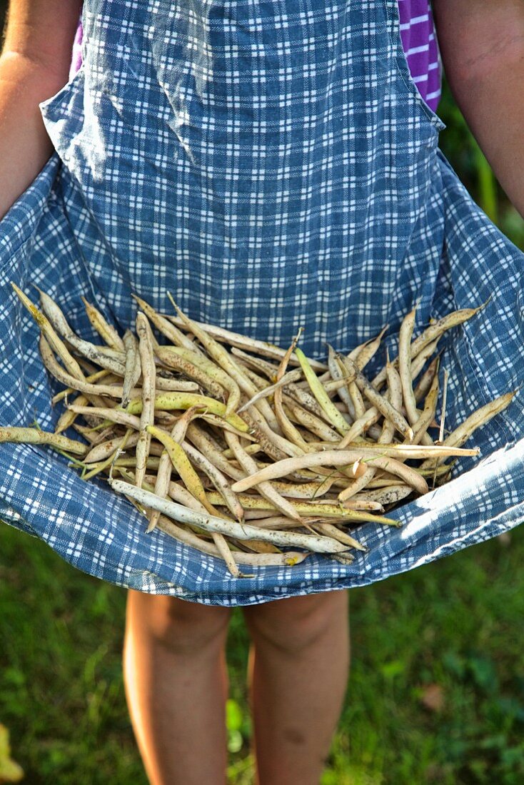 A girl holding freshly picked beans in her apron