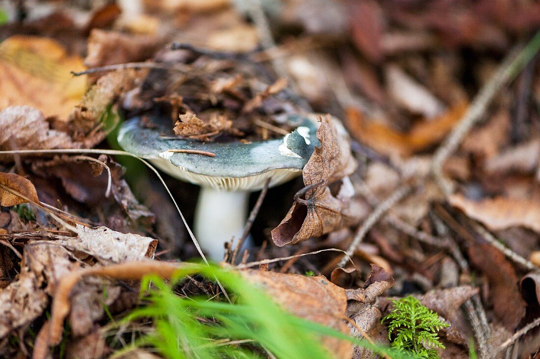 A wild mushroom under autumn leaves in the forest
