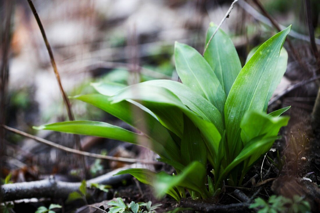 A wild garlic plant