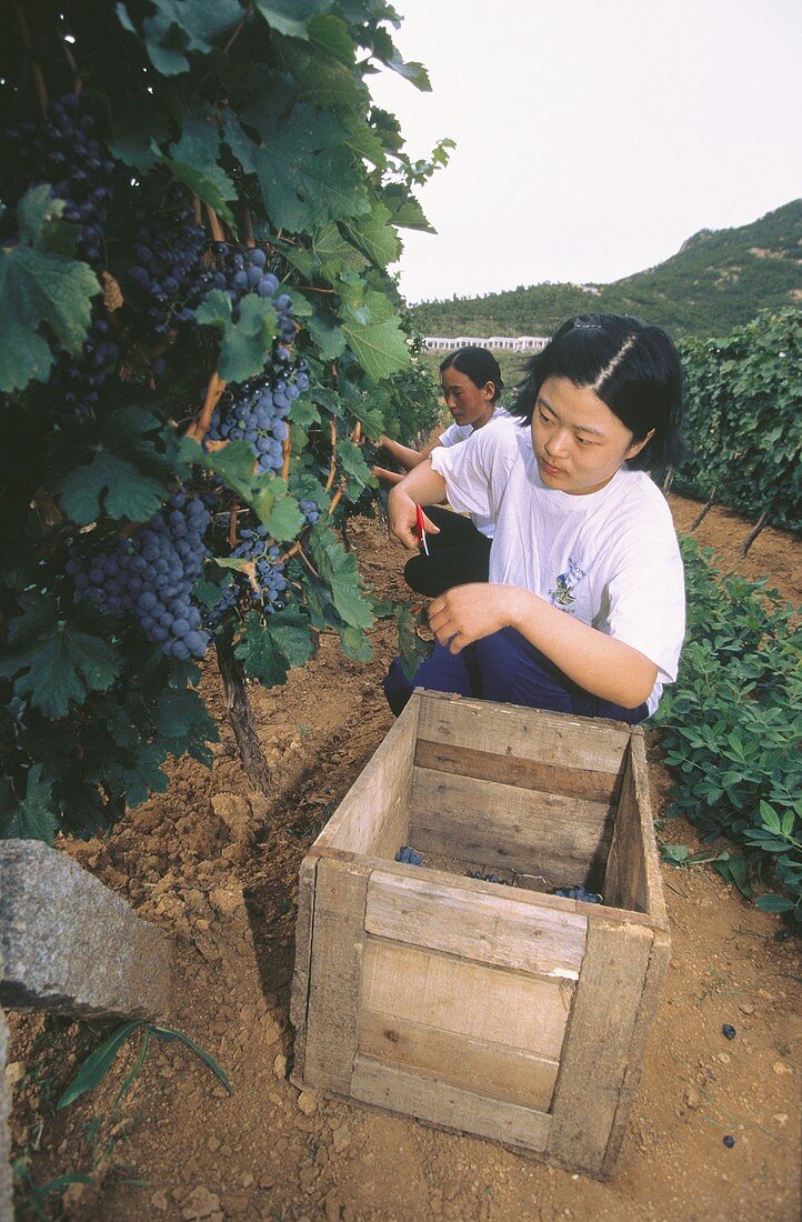 Junge Helferin bei der Weinlese in der Huadong Winery, China