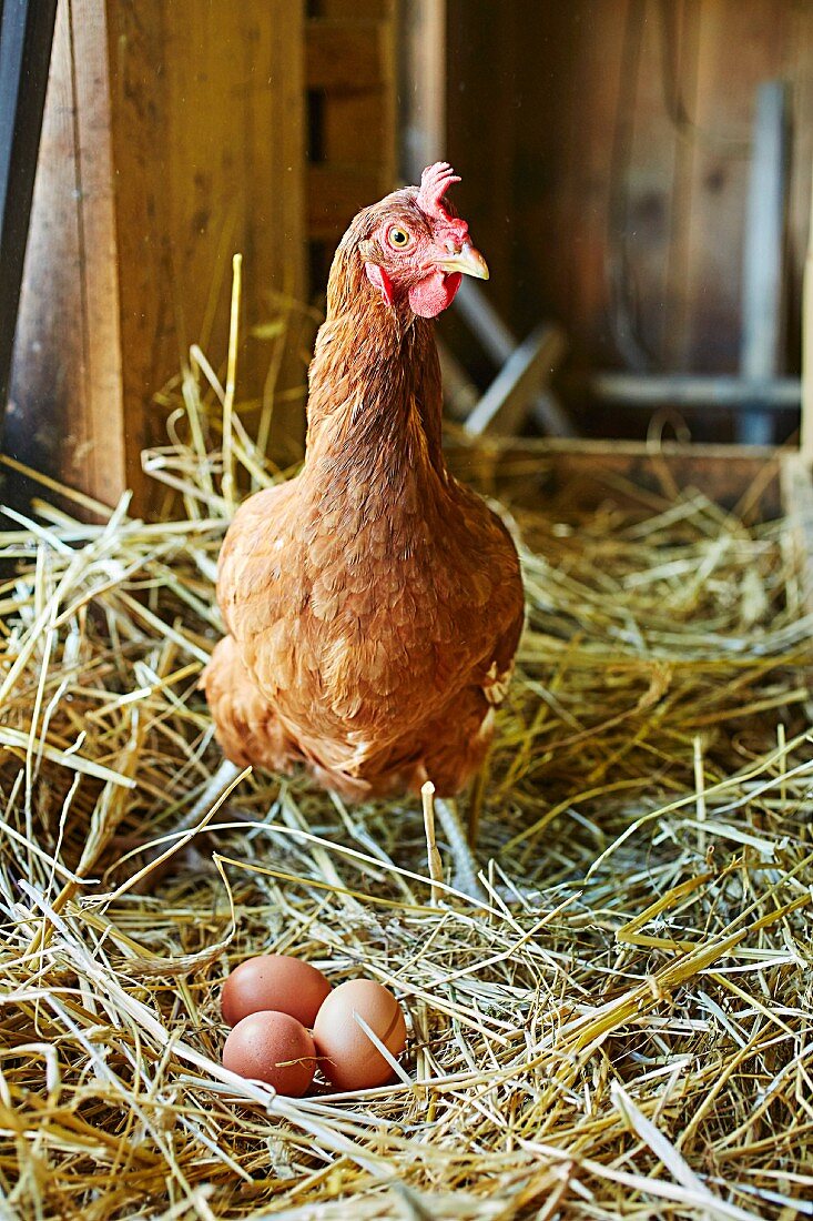 An organic chicken with freshly laid eggs in straw