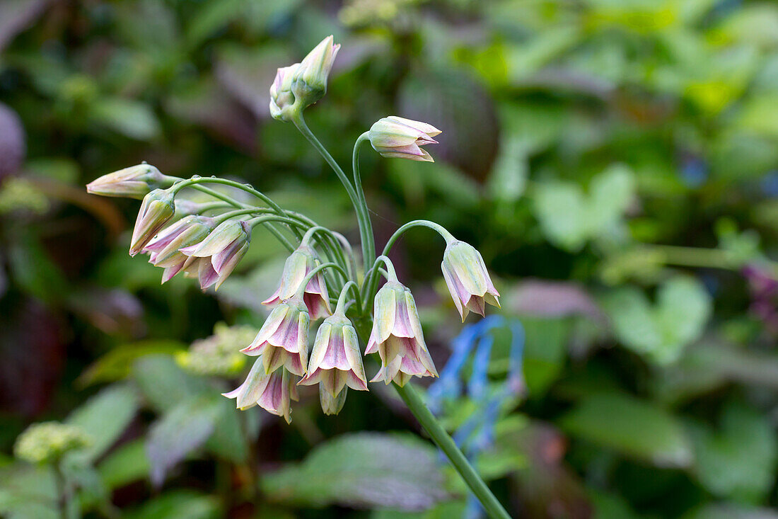 Close-up of a flowering Allium siculum in the garden