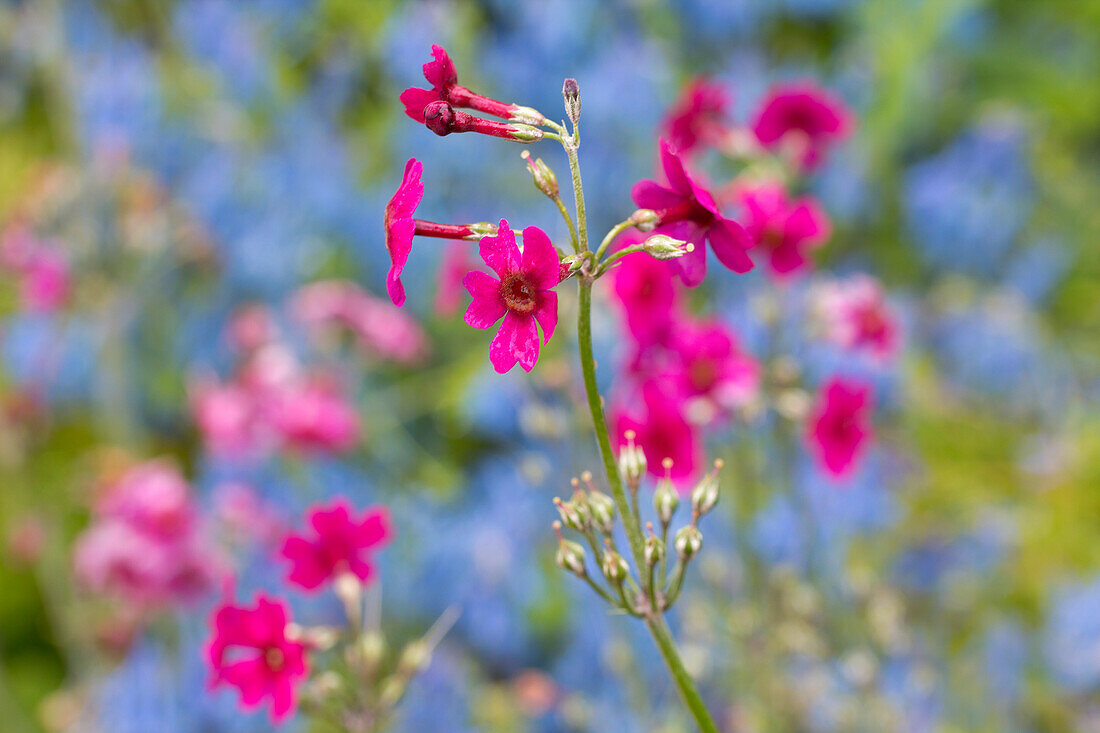 Rote Blüten des Purpur-Leinkrauts (Linaria purpurea)