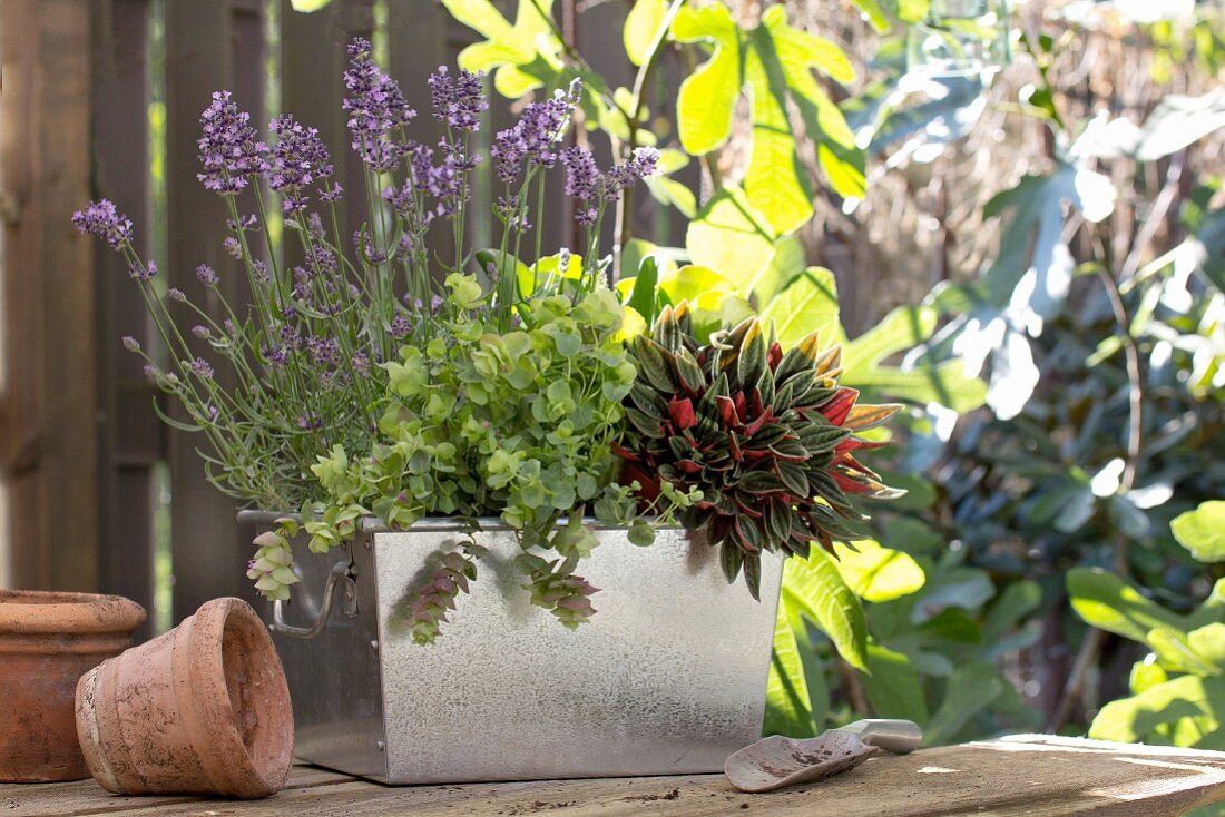 Pflanzenarrangement in Zinkwanne neben Tontöpfen auf Gartentisch