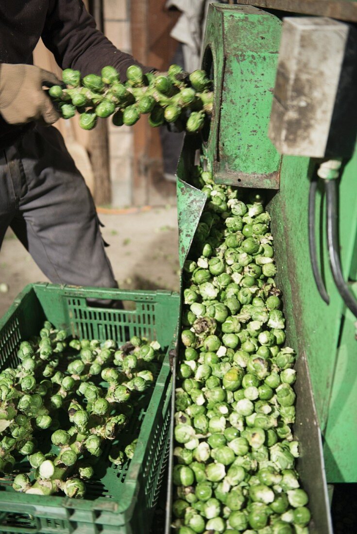 Brussels sprouts being removed from their stalk by machine