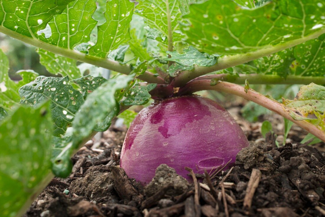 A turnip in the ground