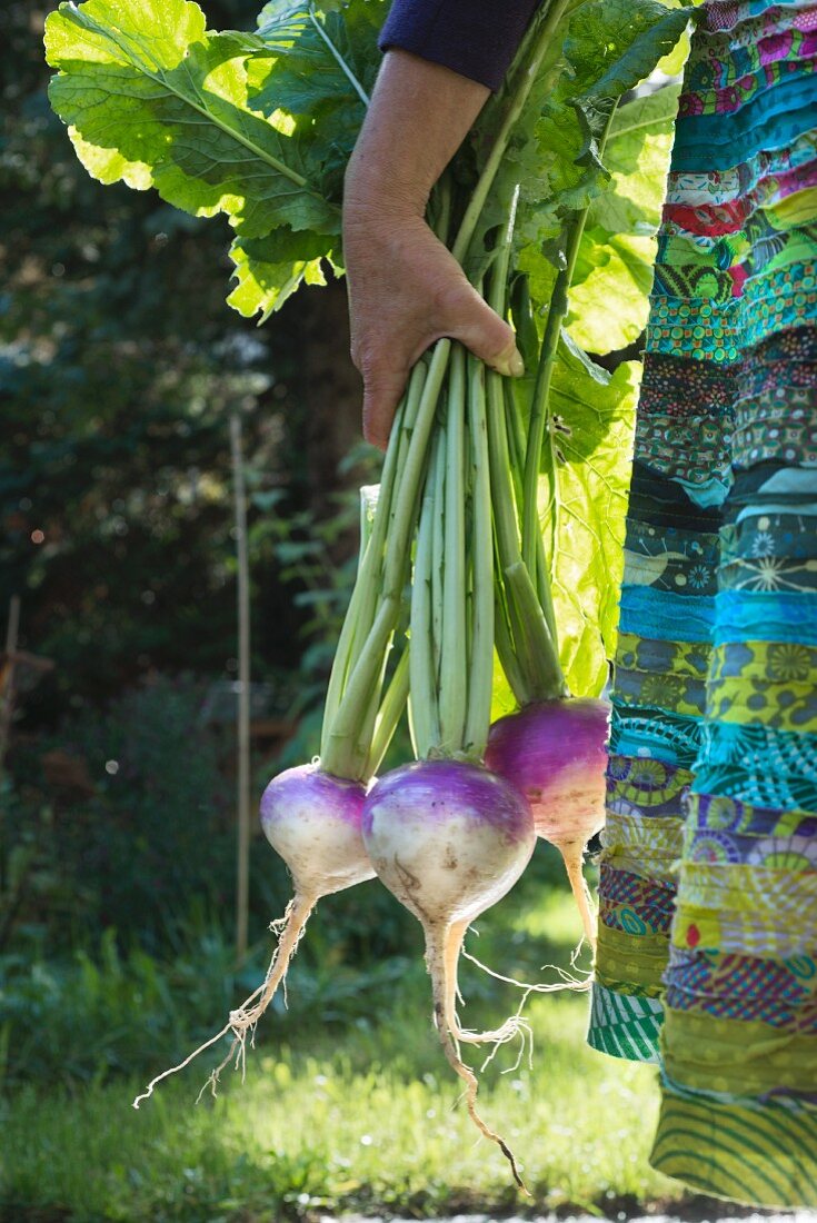 A woman holding fresh autumn turnips in her hand