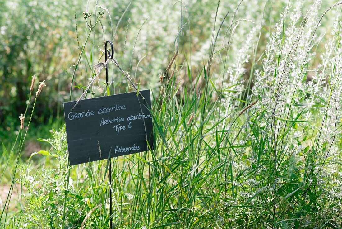 Feld mit Wermutkraut, Forcalquier, Frankreich