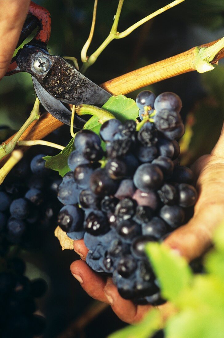 Weinlese in den Bergen um Banyuls, Roussilon, Frankreich