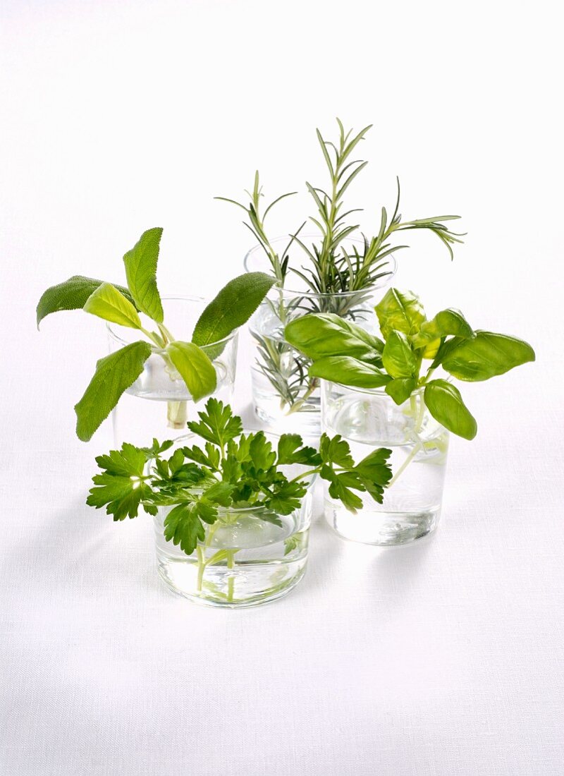 Feesh herbs in glasses of water