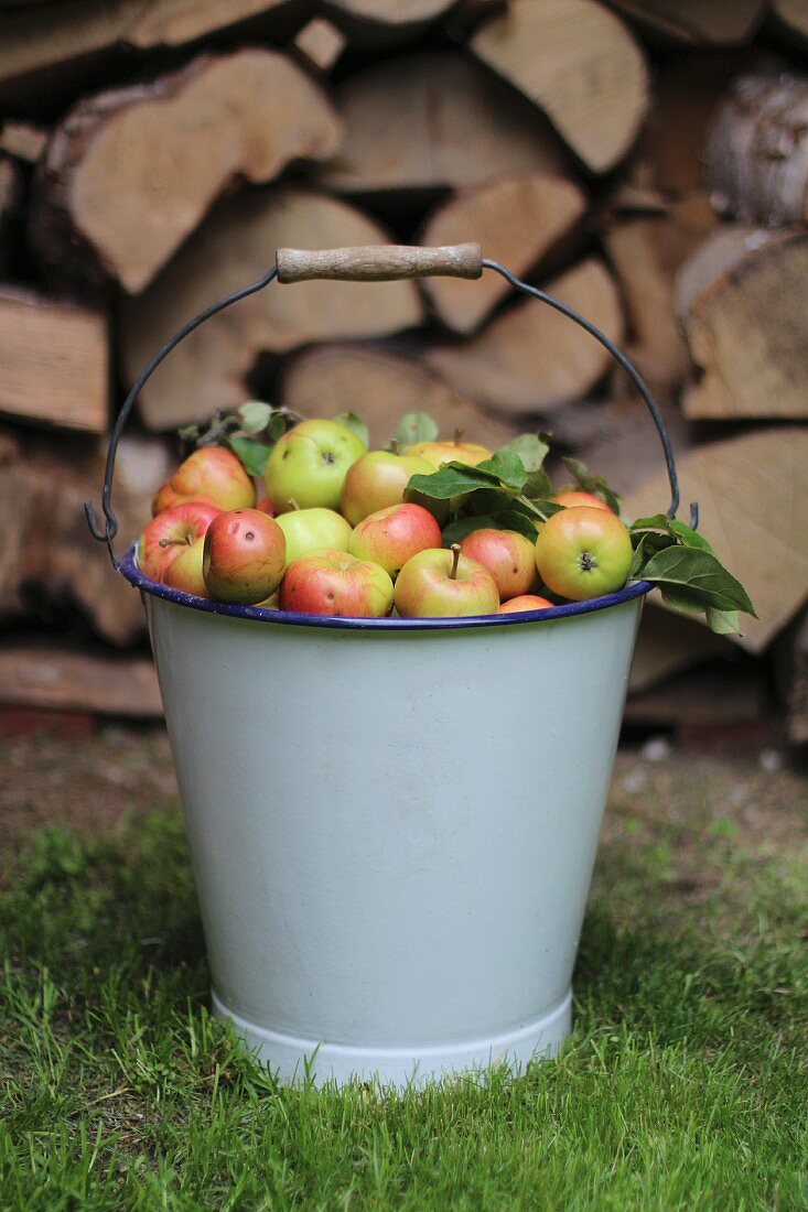 Small apples in an enamel bucket in front of a pile of wood in the garden