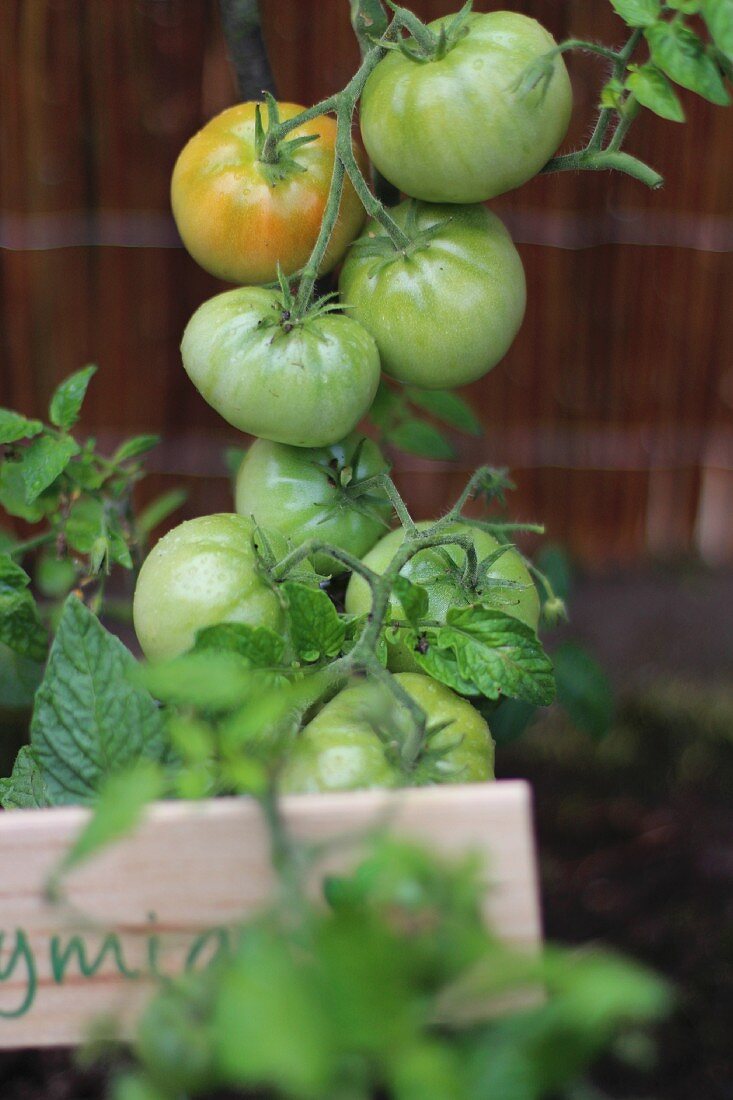 Grüne Tomaten im Garten