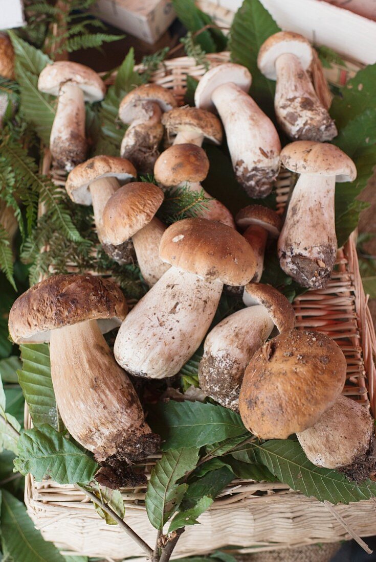 Ceps