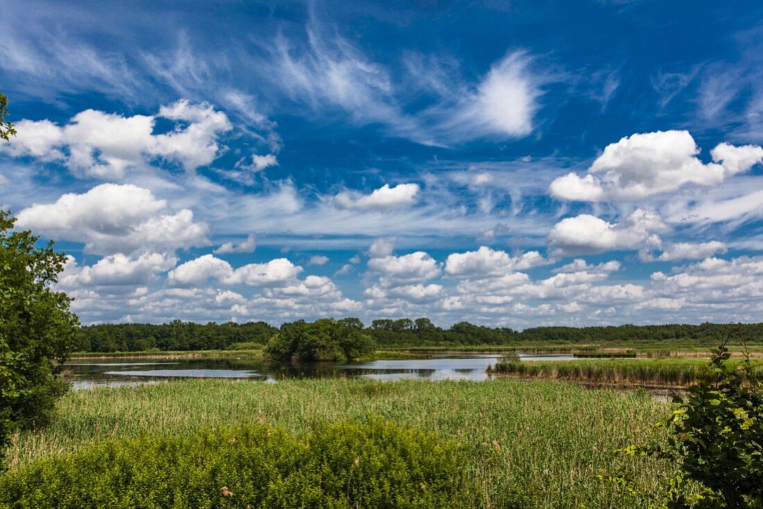 Landschaft am Schapenbruchteich in Riddagshausen, Braunschweig