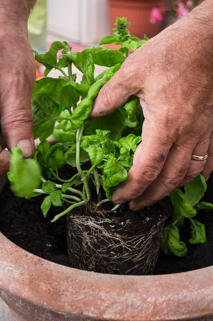 Hands planting basil in a flowerpot
