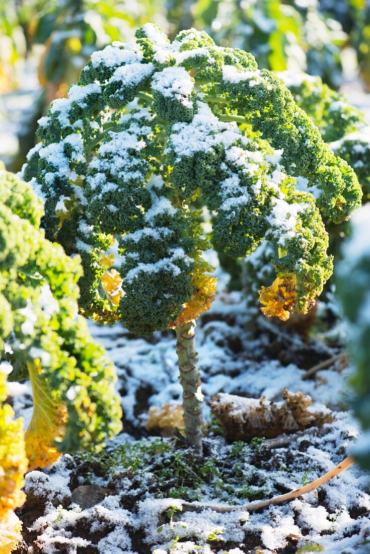 Kale (leaf cabbage) is frost-resistant.