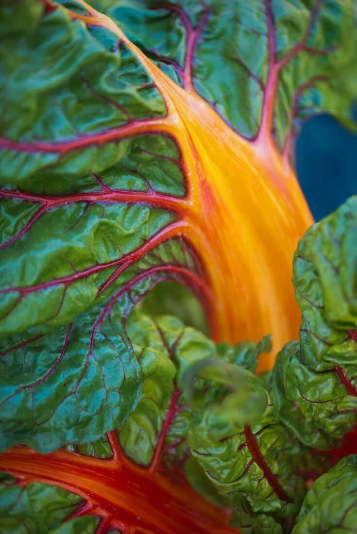 Orange-coloured chard (close-up)